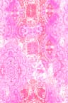 Boho Paisley — Col 2