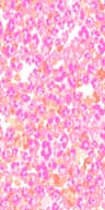 Kat — Col 1